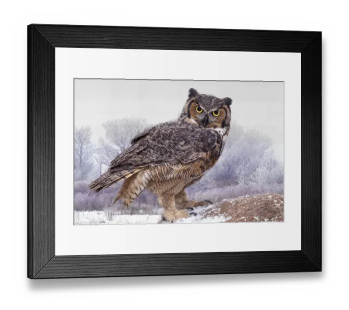 Framed Print : Canada, Ontario. Great horned owl close-up