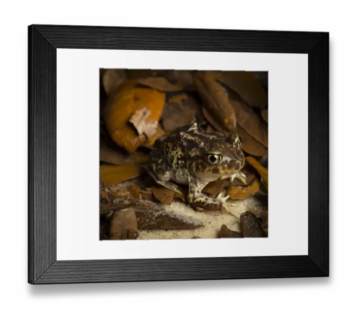 Framed Print : Eastern Spadefoot Toad, Scaphiopus holbrookii, Central Florida Framed Print : Eastern Spadefoot Toad, Scaphiopus holbrookii, Central Florida