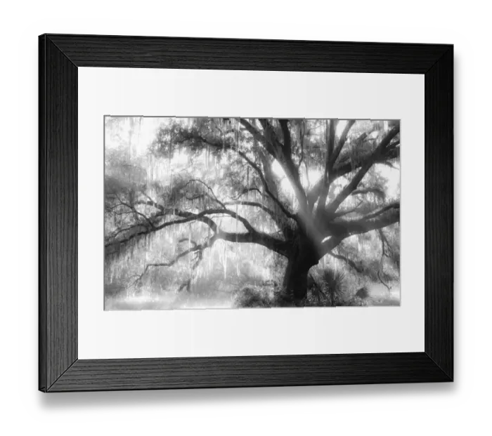 Framed Print : Beautiful Southern Live Oak tree, Quercus virginiana, Central Florida Framed Print : Beautiful Southern Live Oak tree, Quercus virginiana, Central Florida