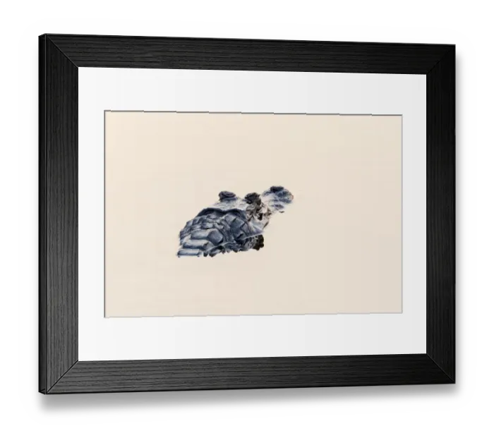 Framed Print : South America, Brazil, The Pantanal, black caiman, Caiman niger Framed Print : South America, Brazil, The Pantanal, black caiman, Caiman niger