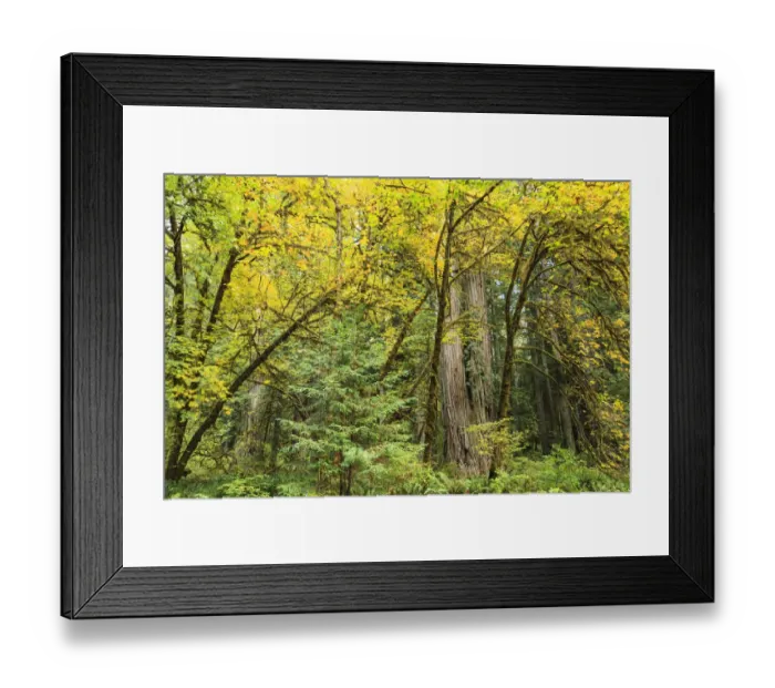 Framed Print : Prairie Creek area, Redwoods State Park, Coastal Redwoods, Northern California Coast, USA