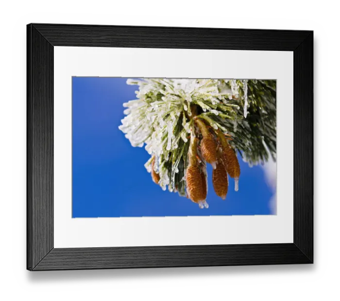 Framed Print : Rime ice on pine cones and needles, San Bernardino National Forest, California USA
