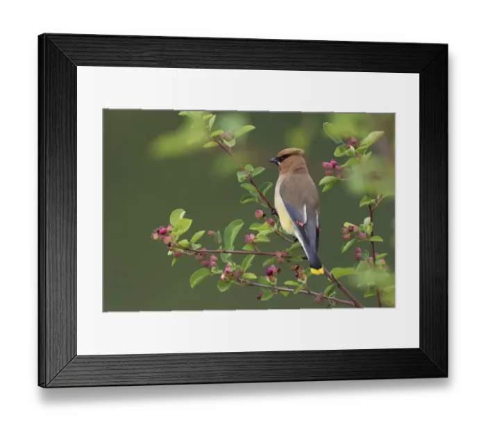Framed Print : Cedar Waxwing Framed Print : Cedar Waxwing