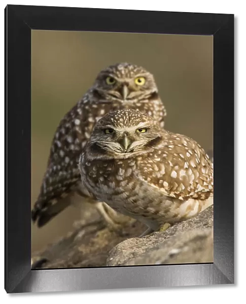 Burrowing Owl Pair
