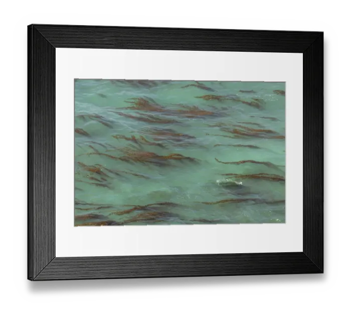 Framed Print : USA, California, Big Sur. Strands of ocean kelp forest Framed Print : USA, California, Big Sur. Strands of ocean kelp forest