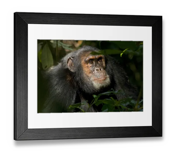 Framed Print : Africa, Uganda, Kibale National Park, Ngogo Chimpanzee Project