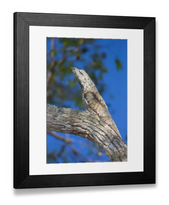 Framed Print : South America. Brazil. Common Potoo (Nyctibius griseus) is well camoflaged while