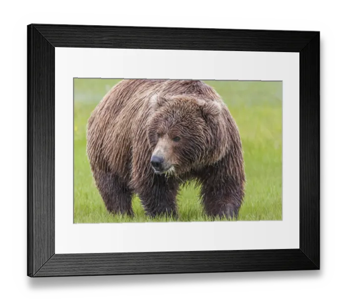 Framed Print : North America, USA, Alaska, Katmai National Park, Hallo Bay. Coastal Brown Bear, Grizzly Framed Print : North America, USA, Alaska, Katmai National Park, Hallo Bay. Coastal Brown Bear, Grizzly