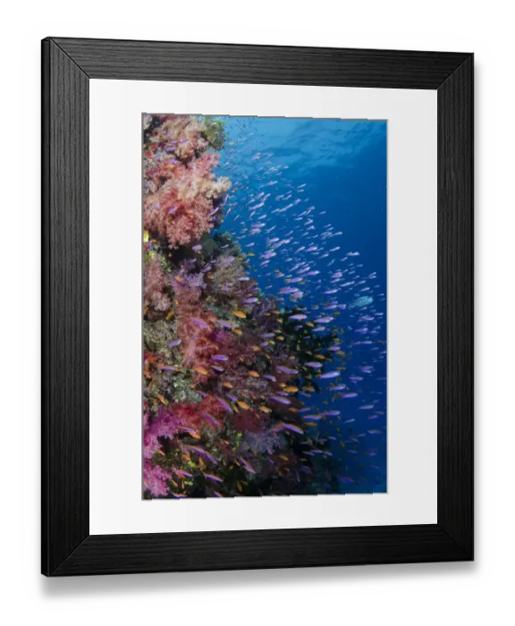 Framed Print : Fiji. Reefscape with coral and anthias. Credit as: Jones & Shimlock / Jaynes Gallery Framed Print : Fiji. Reefscape with coral and anthias. Credit as: Jones & Shimlock / Jaynes Gallery