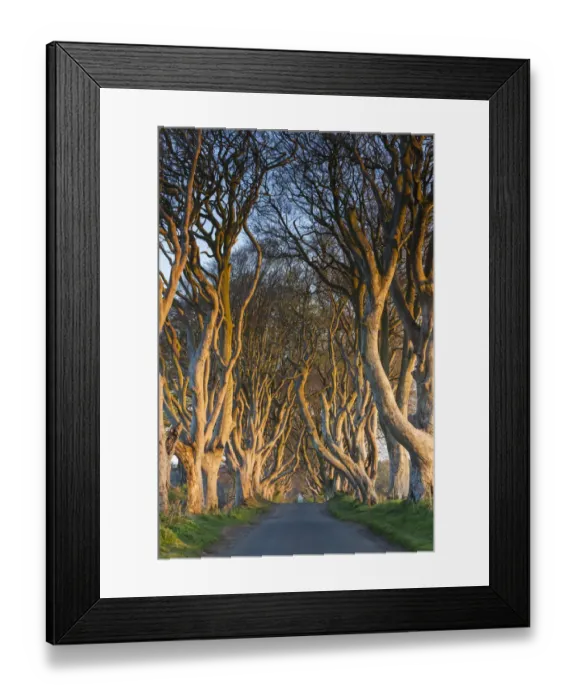 Framed Print : UK, Northern Ireland, County Antrim, Ballymoney, The Dark Hedges, tree-lined road at dawn Framed Print : UK, Northern Ireland, County Antrim, Ballymoney, The Dark Hedges, tree-lined road at dawn