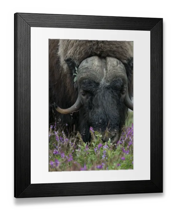 Framed Print : Alaska, Nome, Bob Blodgett Nome-Teller Highway aka Teller Road. Muskox, aka muskoxen Framed Print : Alaska, Nome, Bob Blodgett Nome-Teller Highway aka Teller Road. Muskox, aka muskoxen