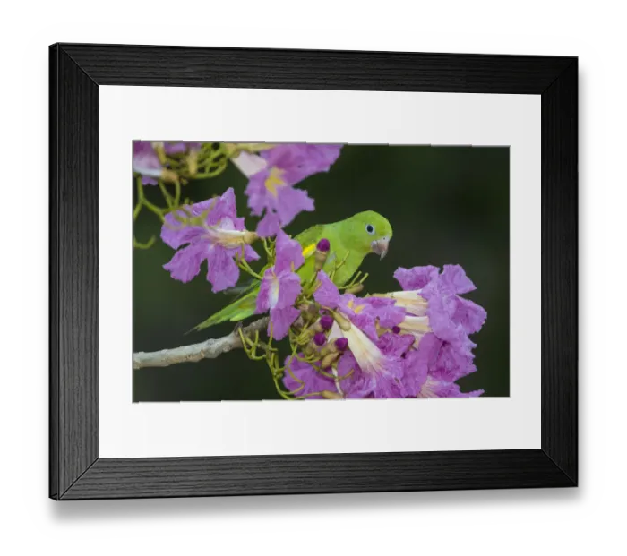 Framed Print : South America. Brazil. A yellow-chevroned parakeet (Brotogeris chiriri) harvesting