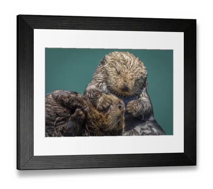 Framed Print : USA, California, Morro Bay State Park. Sea Otter mother with pup Framed Print : USA, California, Morro Bay State Park. Sea Otter mother with pup