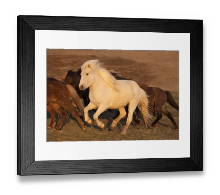 Framed Print : Iceland. Running Icelandic horses at sunset Framed Print : Iceland. Running Icelandic horses at sunset