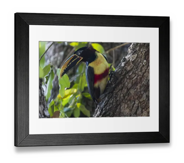Framed Print : South America, Brazil, The Pantanal, chestnut-eared aracari, Pteroglossus castanotis Framed Print : South America, Brazil, The Pantanal, chestnut-eared aracari, Pteroglossus castanotis