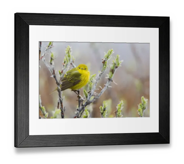Framed Print : Yellow Warbler Framed Print : Yellow Warbler