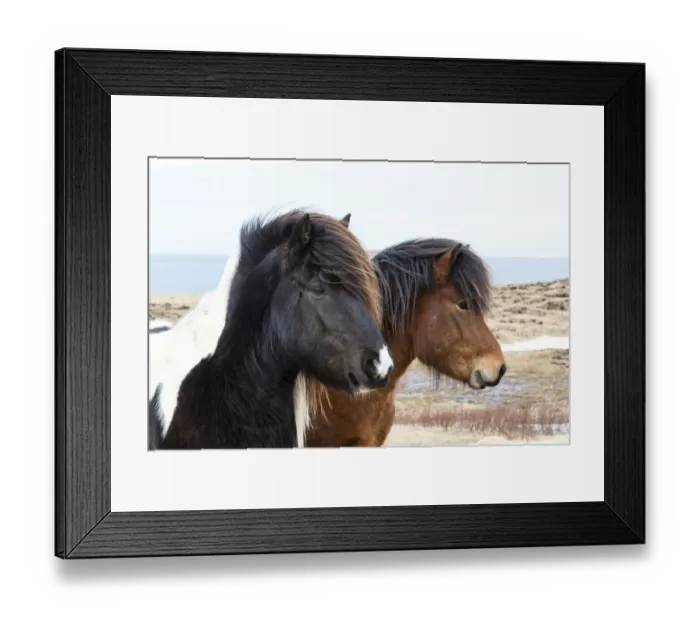 Framed Print : Europe, Iceland, North Iceland, near Akureyri. Icelandic horses have thick manes Framed Print : Europe, Iceland, North Iceland, near Akureyri. Icelandic horses have thick manes
