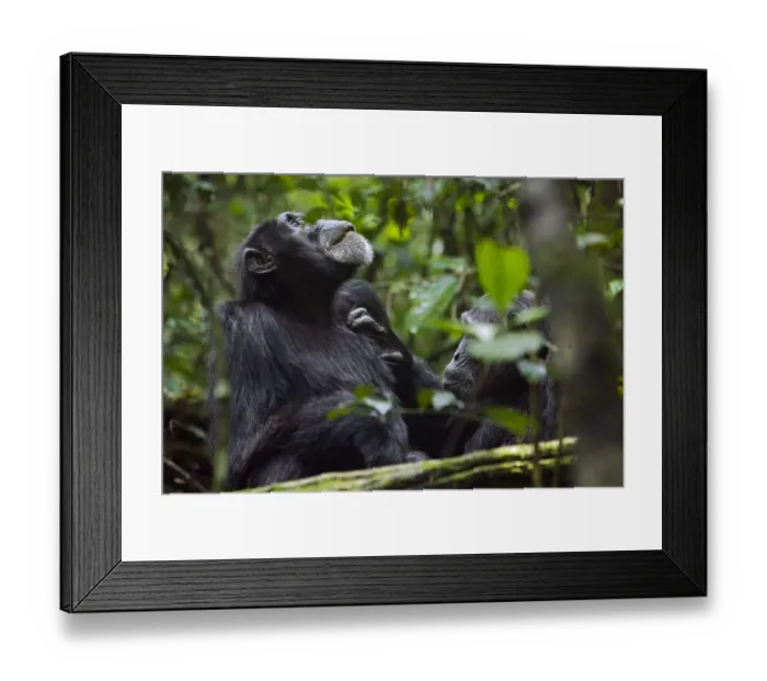 Framed Print : Africa, Uganda, Kibale National Park. Ngogo Chimpanzee Project Framed Print : Africa, Uganda, Kibale National Park. Ngogo Chimpanzee Project