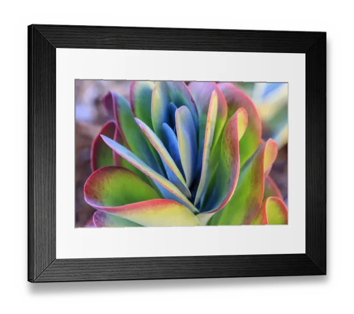 Framed Print : Close-up of succulent plants, San Diego, CA, USA