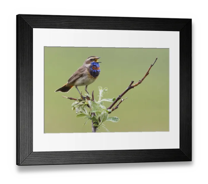 Framed Print : Bluethroat; Singing on his territory Framed Print : Bluethroat; Singing on his territory
