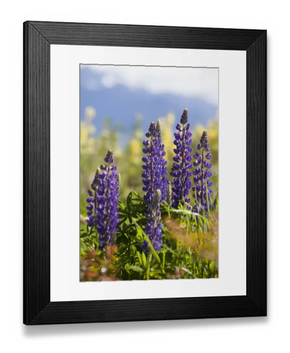 Framed Print : South Island, lupine