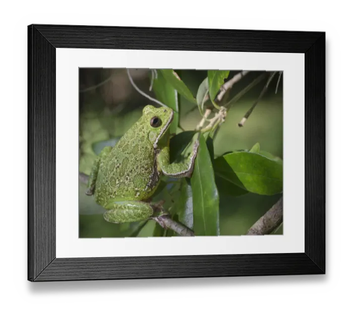 Framed Print : Barking tree frog on branch, Hyla gratiosa, Florida Framed Print : Barking tree frog on branch, Hyla gratiosa, Florida