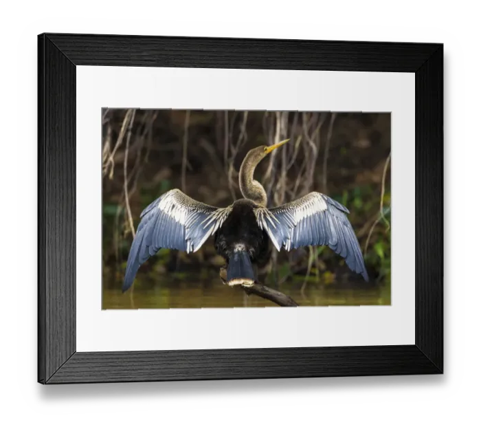 Framed Print : South America. Brazil. An anhinga (Anhinga anhinga) drying its wings in the sun