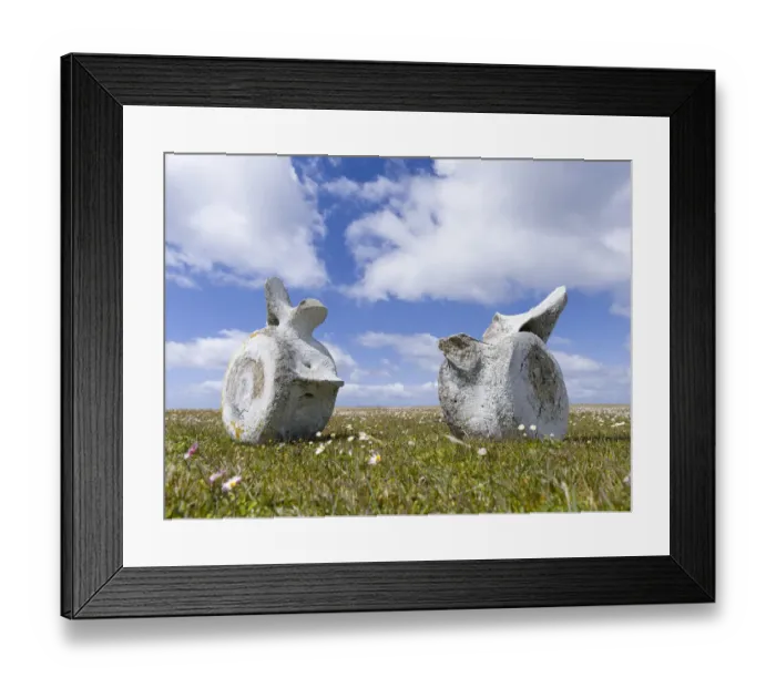 Framed Print : Whale vertebrae on Bleaker Island. South America, FAlkland Islands, January Framed Print : Whale vertebrae on Bleaker Island. South America, FAlkland Islands, January
