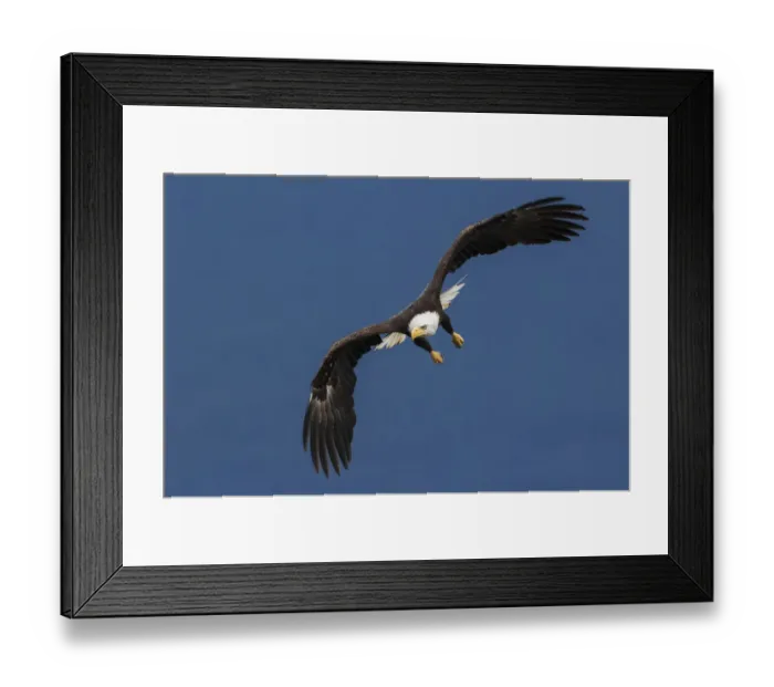 Framed Print : Bald Eagle Flight