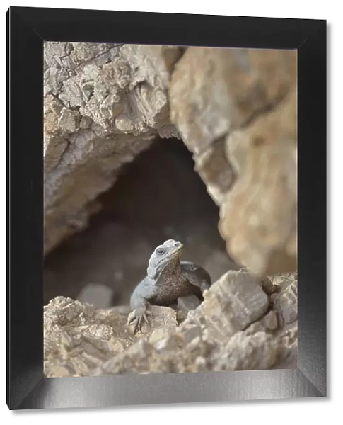 USA, California, Death Valley, Small lizard on the rock, Titus Canyon
