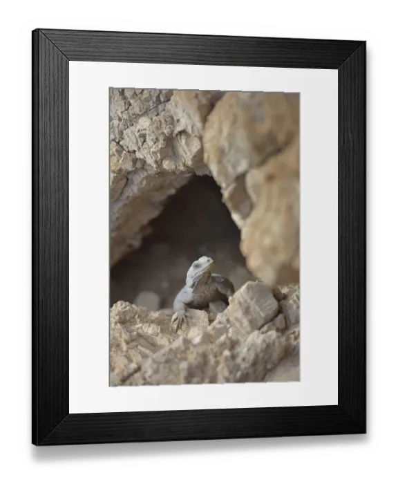 Framed Print : USA, California, Death Valley, Small lizard on the rock, Titus Canyon Framed Print : USA, California, Death Valley, Small lizard on the rock, Titus Canyon