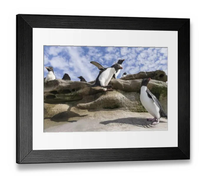Framed Print : Rockhopper Penguin (Eudyptes chrysocome), subspecies western rockhopper penguin Framed Print : Rockhopper Penguin (Eudyptes chrysocome), subspecies western rockhopper penguin