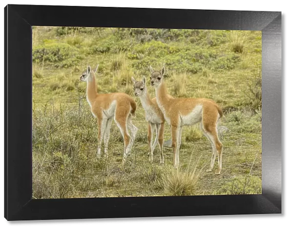 South America, Chile, Patagonia. Group of young guanacos