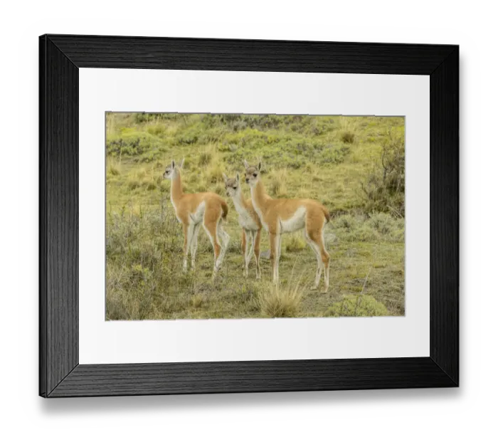 Framed Print : South America, Chile, Patagonia. Group of young guanacos Framed Print : South America, Chile, Patagonia. Group of young guanacos