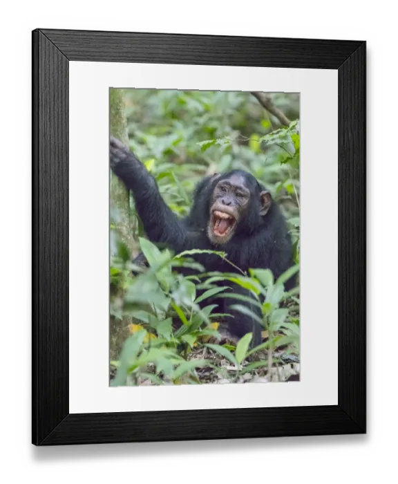 Framed Print : Africa, Uganda, Kibale Forest National Park. Chimpanzee (Pan troglodytes) in forest Framed Print : Africa, Uganda, Kibale Forest National Park. Chimpanzee (Pan troglodytes) in forest