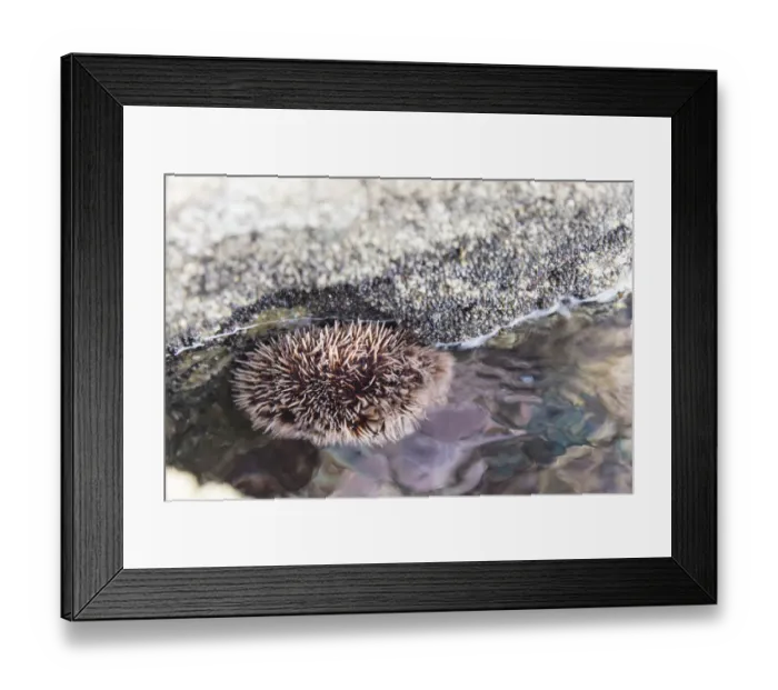 Framed Print : Mexico, Baja California Sur, Sea of Cortez Framed Print : Mexico, Baja California Sur, Sea of Cortez