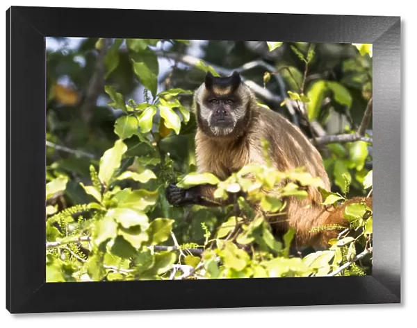 South America, Brazil, The Pantanal, brown Capuchin monkey, Cebus apella