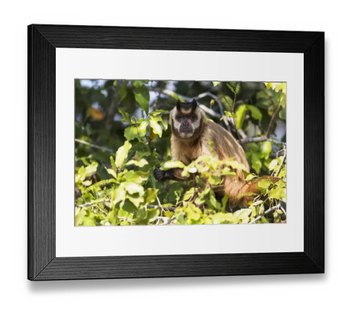 Framed Print : South America, Brazil, The Pantanal, brown Capuchin monkey, Cebus apella Framed Print : South America, Brazil, The Pantanal, brown Capuchin monkey, Cebus apella