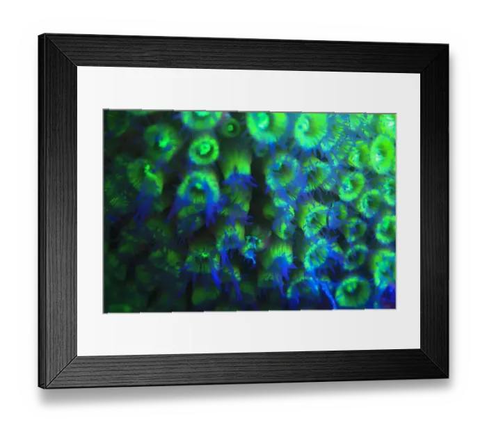 Framed Print : Night dive at Barrier Reef near Saint Georges Caye, Fluorescence emitted at night
