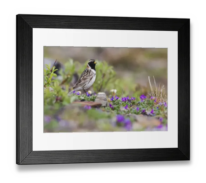 Framed Print : Lapland Longspur, Tundra Color