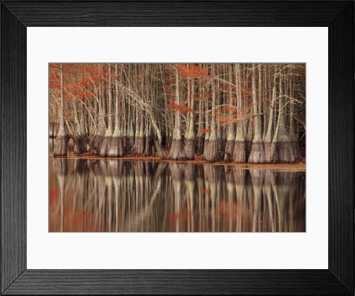 Framed Print : USA; North America; Georgia; Twin City; Cypress trees and reflections in the fall Framed Print : USA; North America; Georgia; Twin City; Cypress trees and reflections in the fall