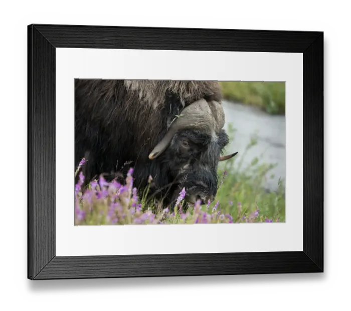 Framed Print : Alaska, Nome, Bob Blodgett Nome-Teller Highway aka Teller Road. Muskox, aka muskoxen