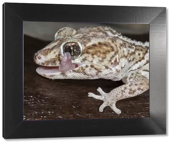 Panther or Ocelot gecko, Paroedura pictus, washing eye, controlled conditions