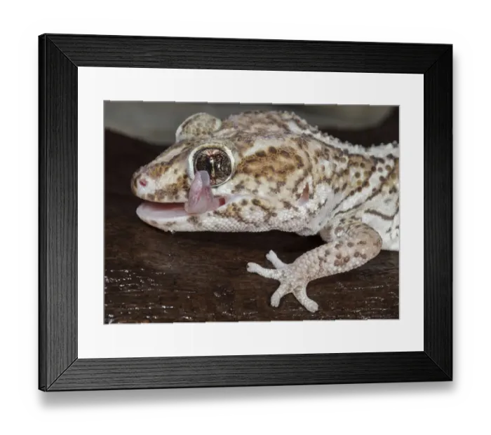 Framed Print : Panther or Ocelot gecko, Paroedura pictus, washing eye, controlled conditions Framed Print : Panther or Ocelot gecko, Paroedura pictus, washing eye, controlled conditions