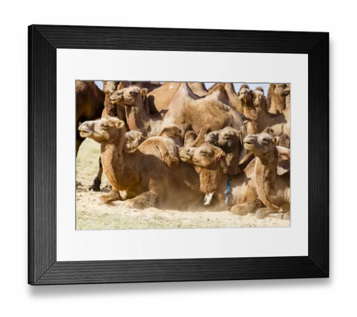 Framed Print : Bactrian Camel Herd. Gobi Desert. Mongolia Framed Print : Bactrian Camel Herd. Gobi Desert. Mongolia