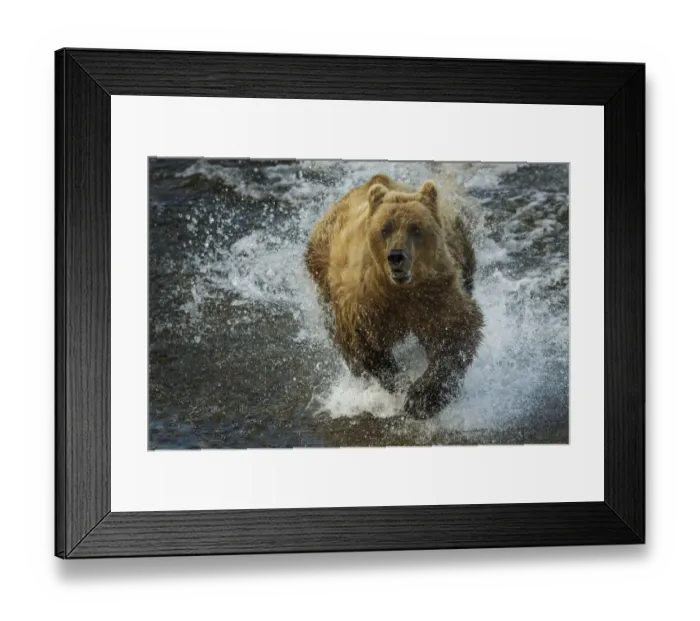 Framed Print : Brown bear fishing, Katmai National Park, Alaska, USA Framed Print : Brown bear fishing, Katmai National Park, Alaska, USA
