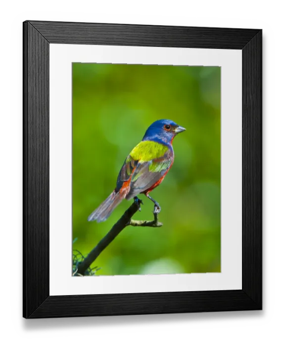 Framed Print : North America, USA, Florida, Immokalee, Painted Bunting Framed Print : North America, USA, Florida, Immokalee, Painted Bunting
