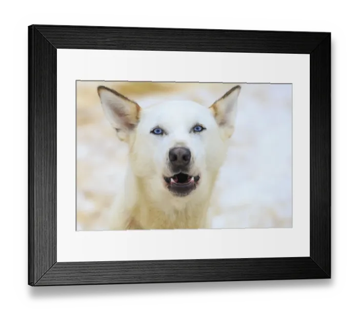 Framed Print : Dog sled dogs, near Fairbanks, Alaska Framed Print : Dog sled dogs, near Fairbanks, Alaska