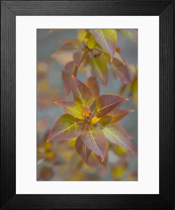 Framed Print : Canada, Yukon Territory, Kluane National Park Framed Print : Canada, Yukon Territory, Kluane National Park