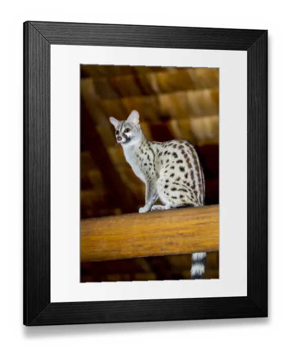 Framed Print : Africa. Tanzania. Common genet (Genetta genetta) at Ndutu Safari Lodge in Serengeti NP Framed Print : Africa. Tanzania. Common genet (Genetta genetta) at Ndutu Safari Lodge in Serengeti NP